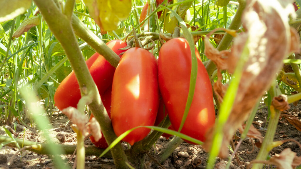 Fresh Tomatoes from the Plant