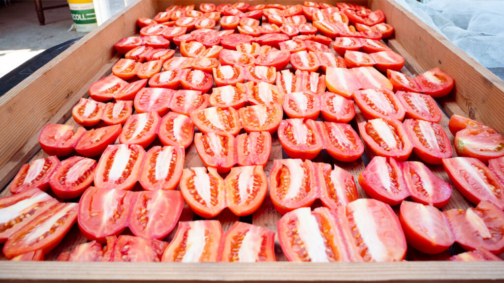 Dryer filled with sliced tomatoes