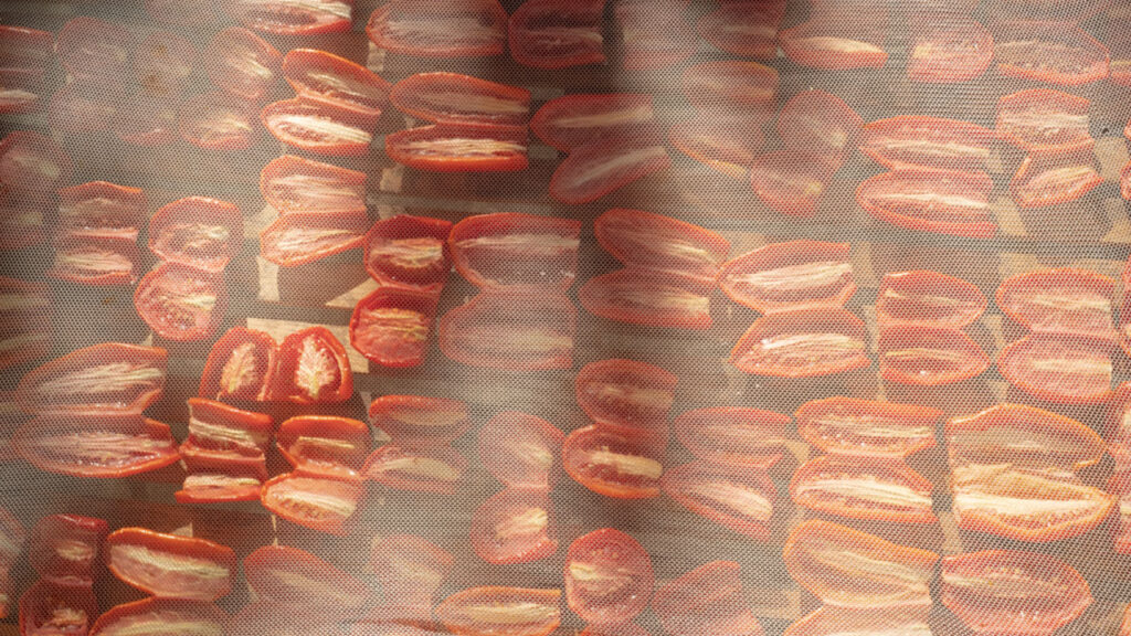 Washed tomatoes in the dryer for the last day under the sun