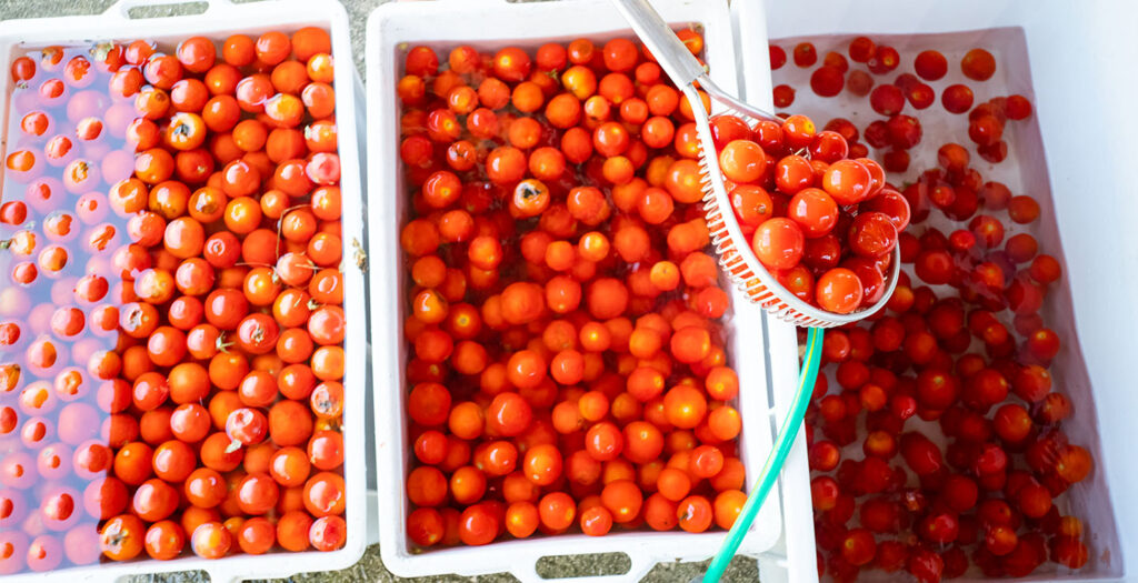 Wasching the tomatoes