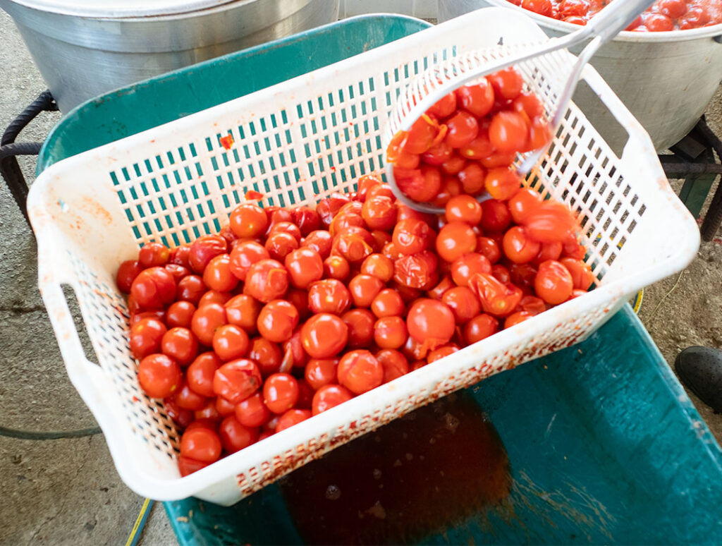 Draining Tomatoes