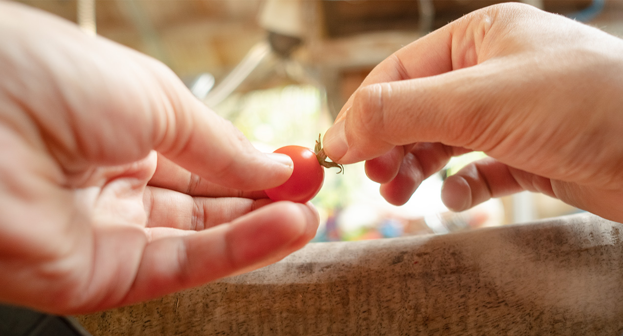 Hand taking off tomato stem